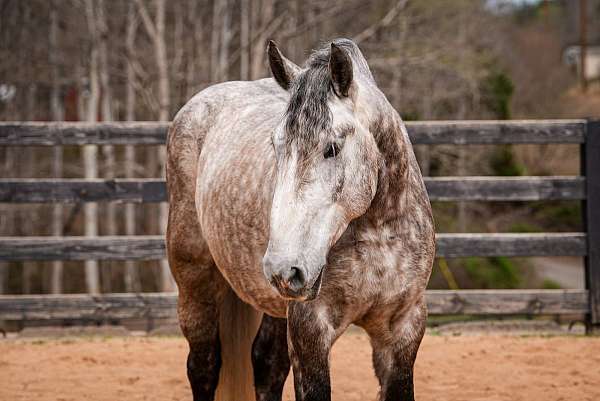 show-percheron-horse