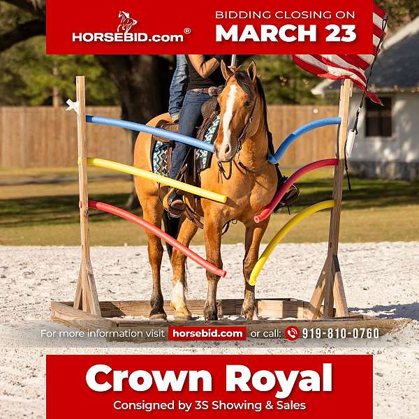 all-around-draft-horse