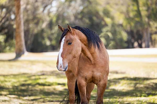 beginner-draft-horse