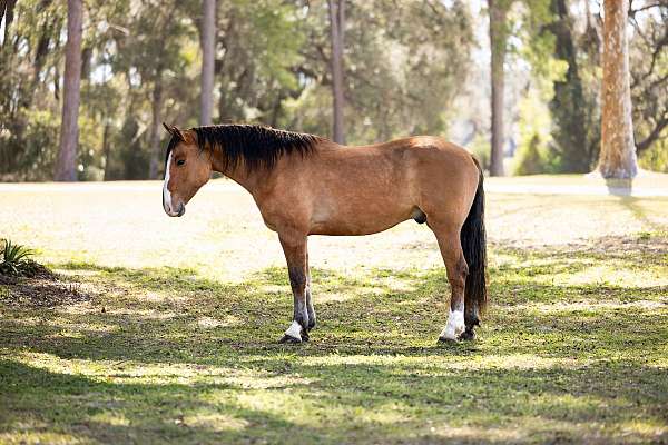 athletic-draft-horse