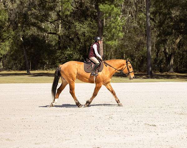 cross-draft-horse