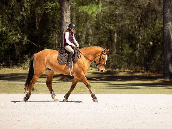 draft-horse