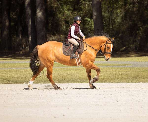 dressage-draft-horse