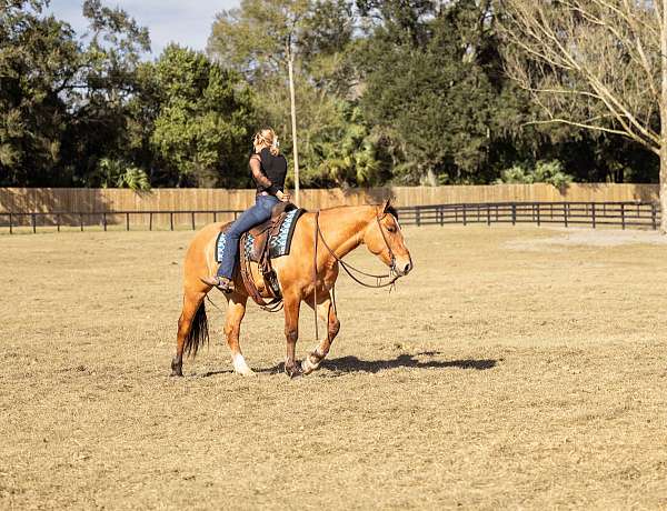 hunter-jumper-draft-horse