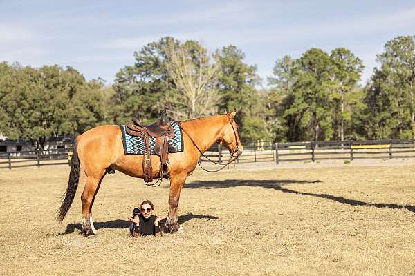 parade-draft-horse