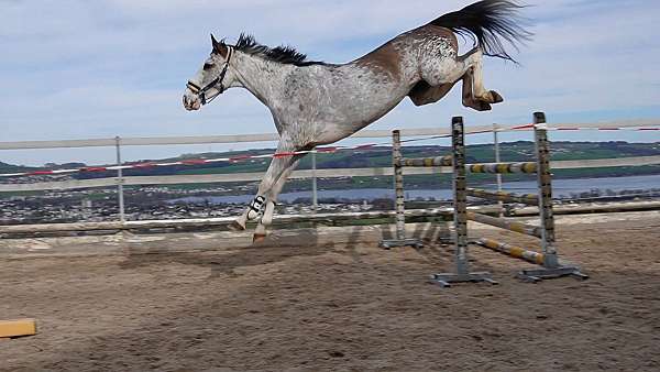 sabino-like-pattern-horse