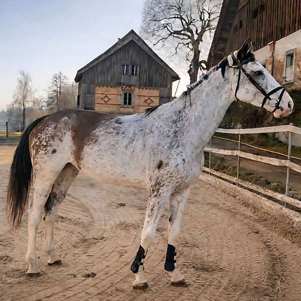 sabino-warmblood-horse