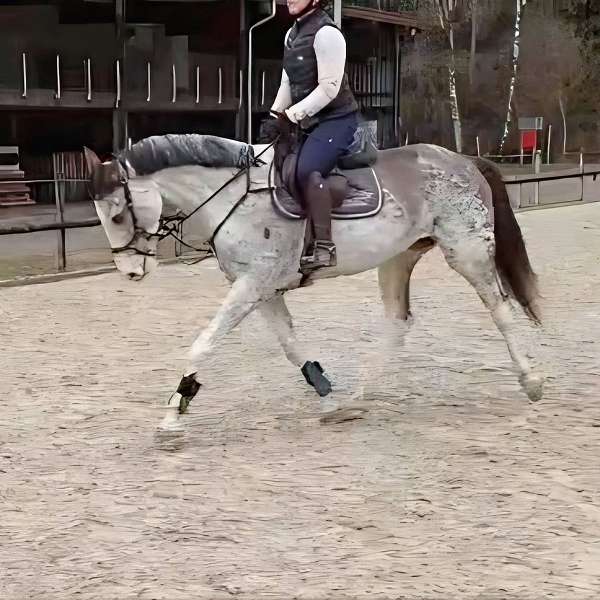 skewbald-warmblood-horse
