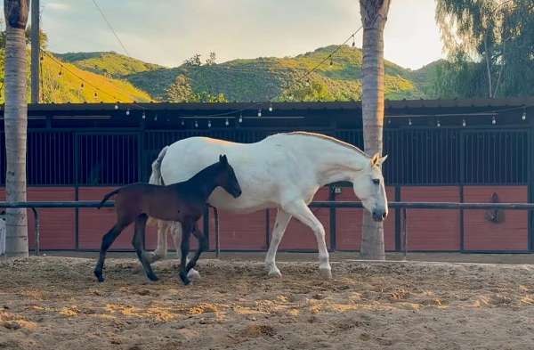 grey-born-bay-will-over-time-horse