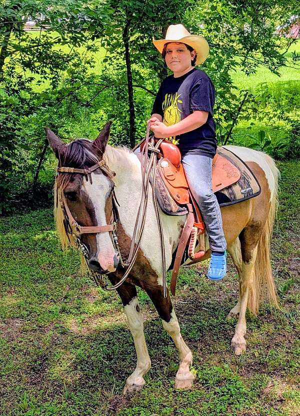tennessee-walking-gelding