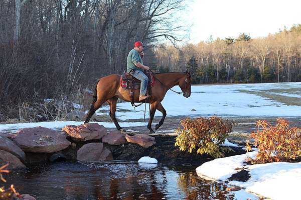 old-style-gelding