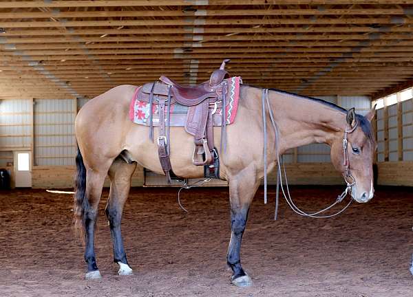 old-style-quarter-gelding