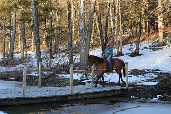 adorable-quarter-horse