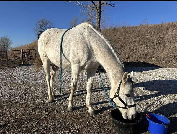 thoroughbred-horse-for-sale
