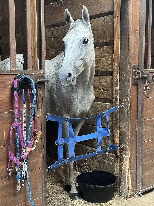 thoroughbred-mare