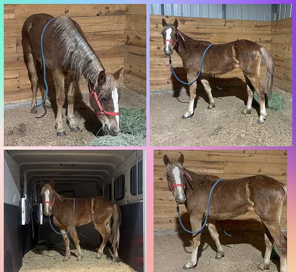 yearling-project-horse