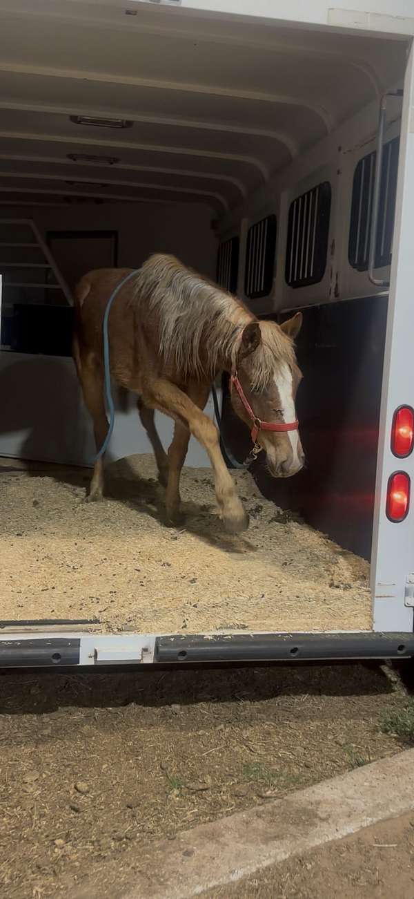 draft-project-horse