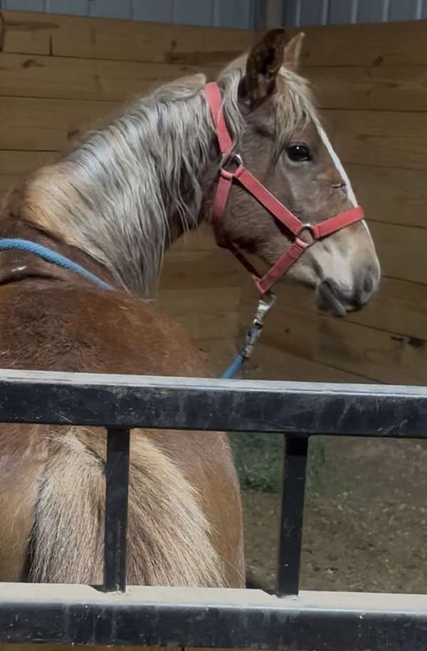 halflinger-project-horse