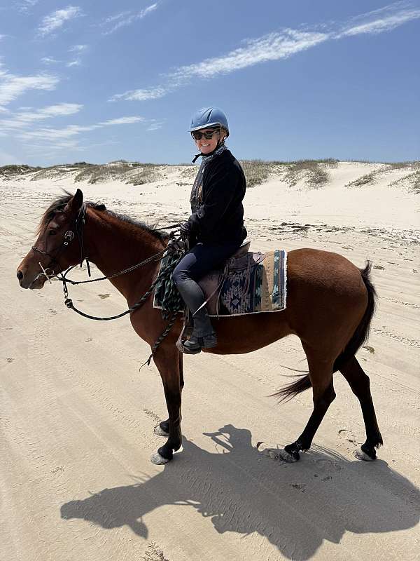 active-marchador-horse