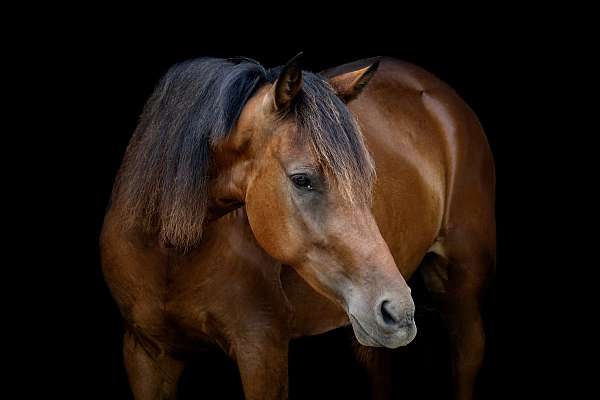 and-more-marchador-horse