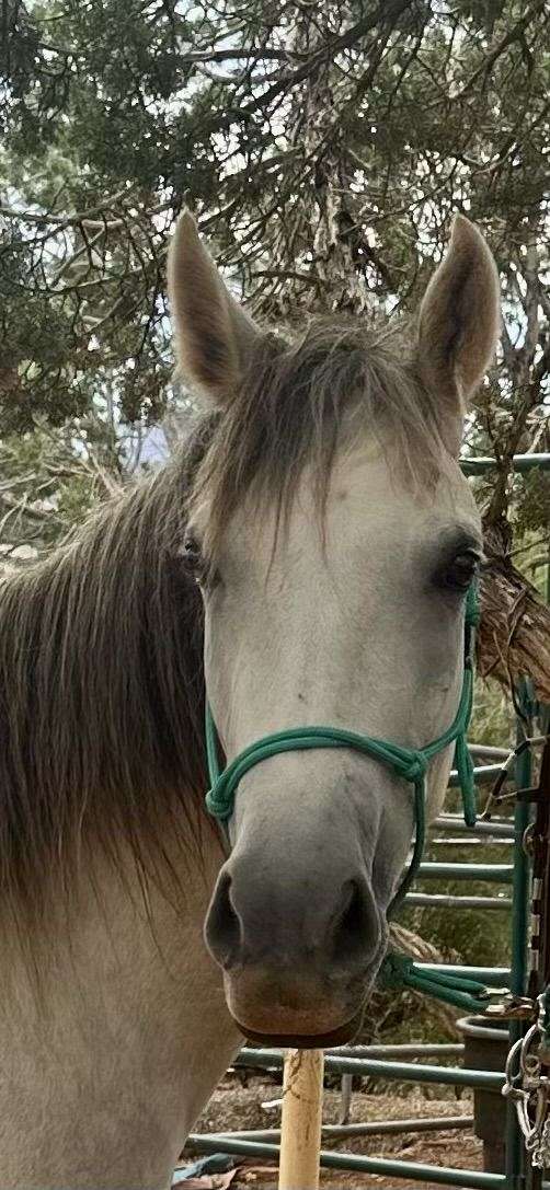 all-marchador-horse