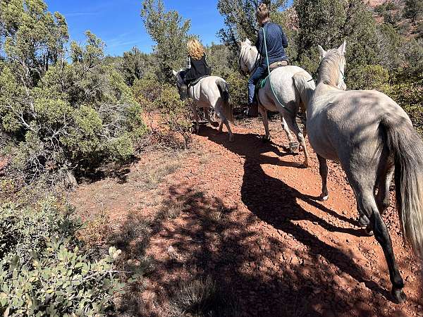 arena-marchador-horse
