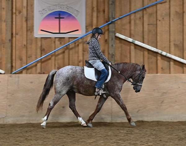 beginner-quarter-pony