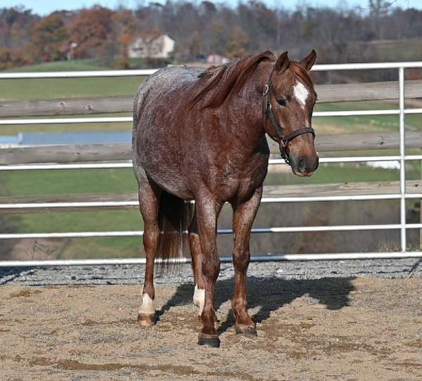 all-around-quarter-pony