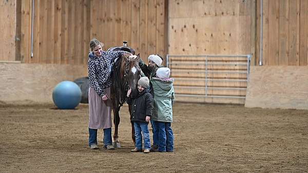 dressage-quarter-pony