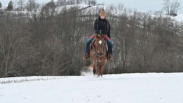 english-pleasure-quarter-pony