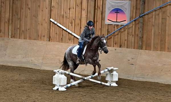 jumper-quarter-pony