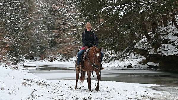 jumping-quarter-pony
