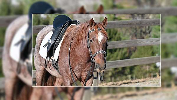 kid-safe-quarter-pony