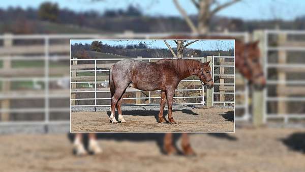 lesson-quarter-pony