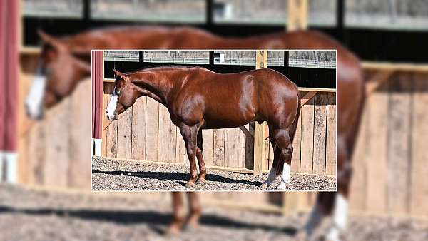 parade-quarter-horse