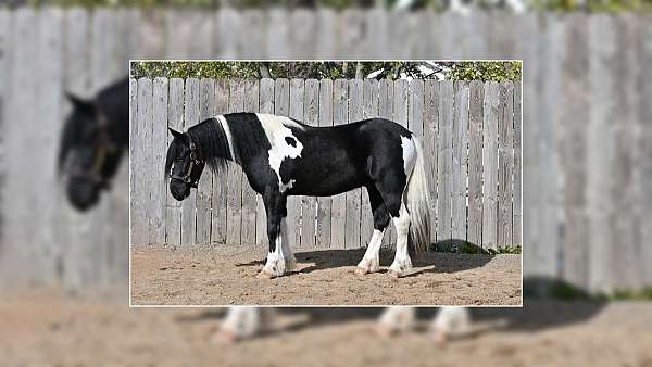 blackwhite-horse
