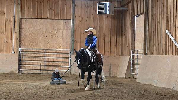 all-around-gypsy-vanner-horse