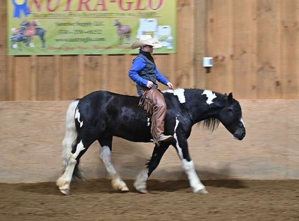 beginner-gypsy-vanner-horse