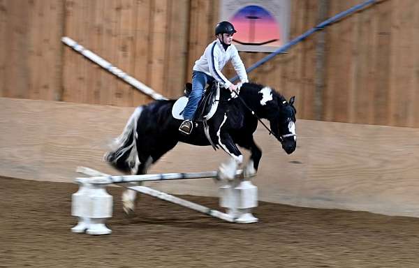 driving-gypsy-vanner-horse