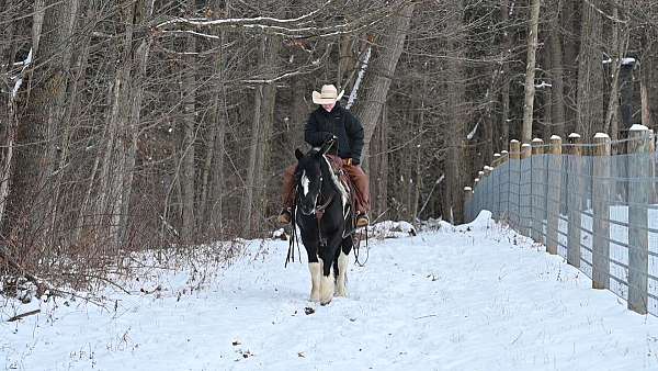 hunter-under-saddle-gypsy-vanner-horse