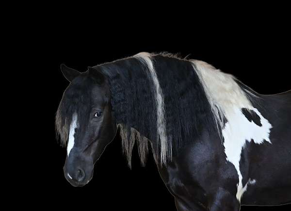 husband-safe-gypsy-vanner-horse