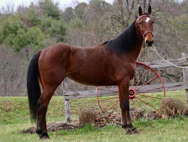 bay-roan-standardbred-mare