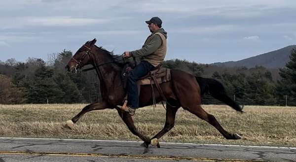 bay-roan-usta-horse
