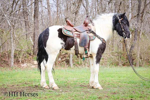 trail-cl-friesian-pony