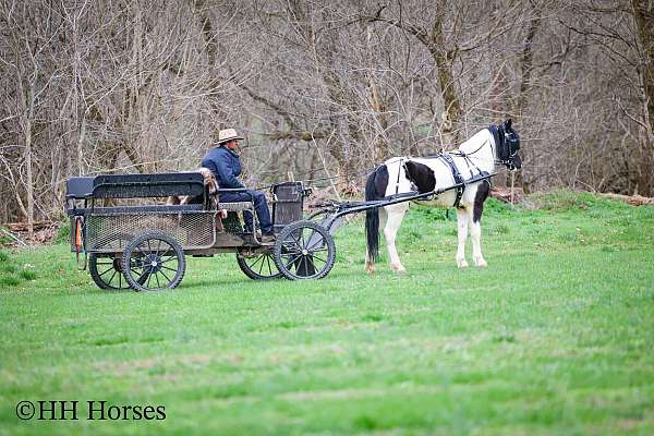 trail-cl-pony