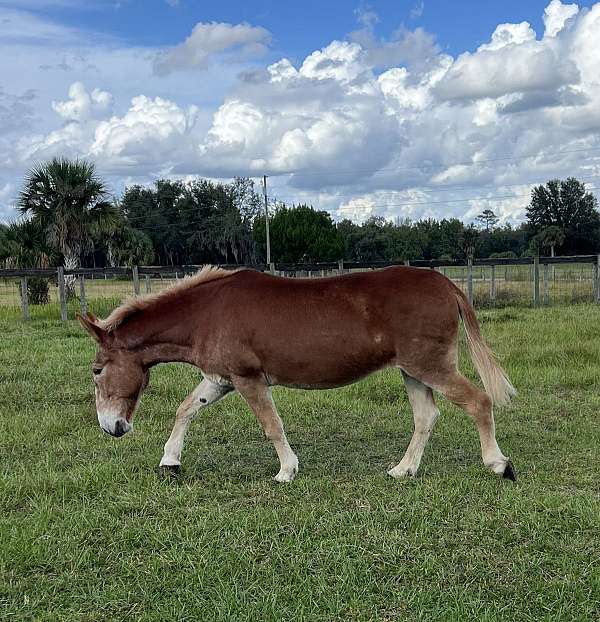 all-around-mule