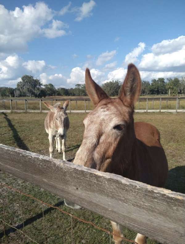 athletic-mule