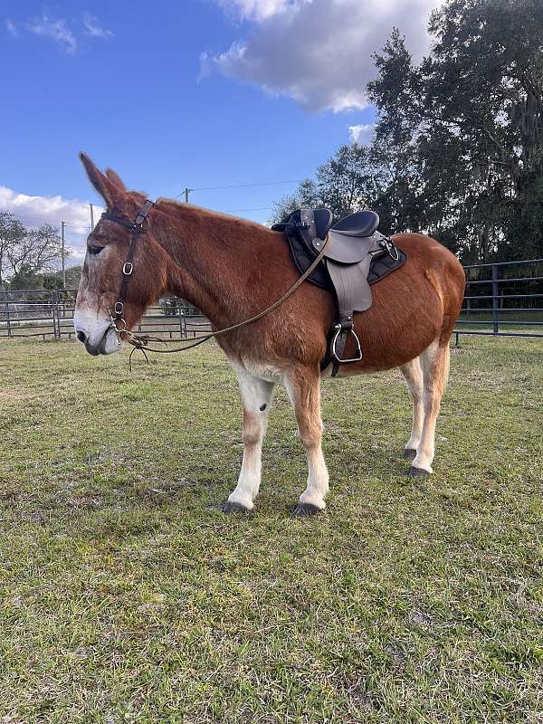 beginner-mule