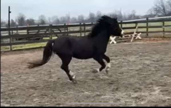 black-narrow-blaze-snip-conjoined-pony