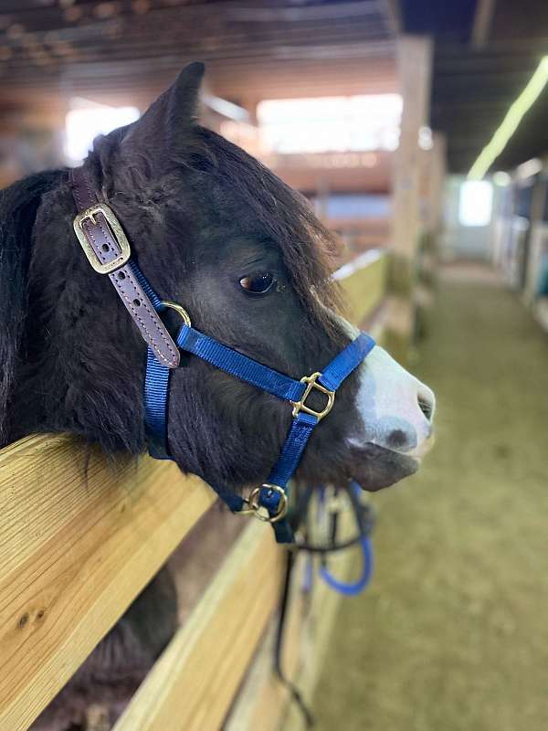 entering-right-nostril-pony